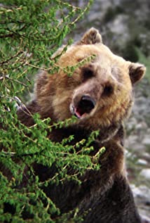 Bozo the Bear