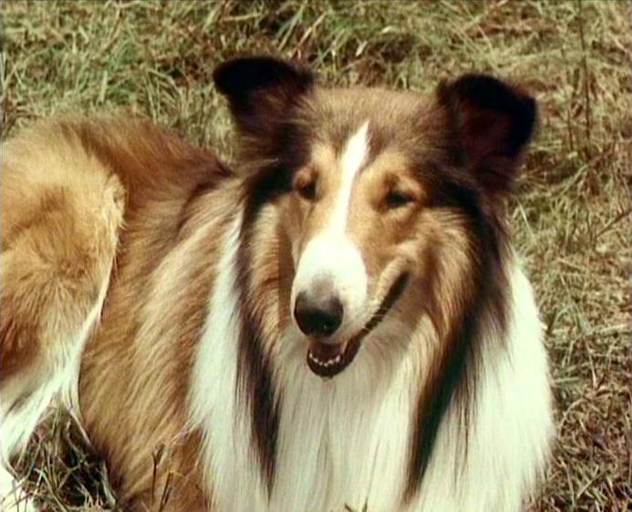 Lassie